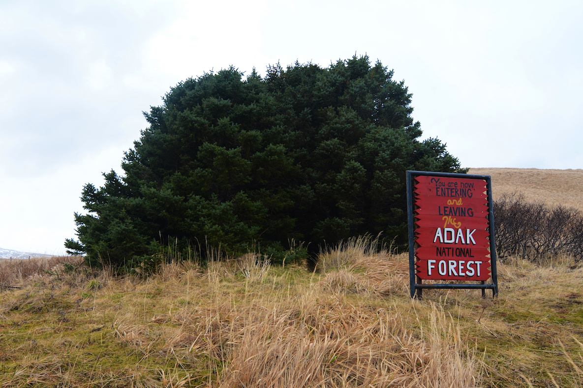 La forêt d'Adak, par le chouette Paxson Woelber en 2015 / paxsonwoelber.com